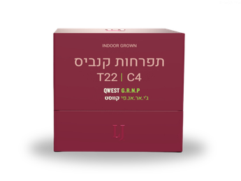 תפרחת קווסט ג'י אר אנ פי - T22/C4 - QWEST GRNP