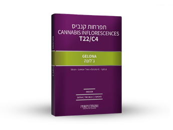 תפרחת ג'לונה - T22/C4 - Gelona