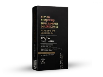 תפרחת איי ג'יי צ'יקו מיני - T22/C4 - AJ Chico Mini