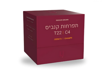 תפרחת צ'אמפה - T22/C4 - Champe