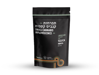תפרחת לימפופו מיני - T22/C4 - Limpopo Mini